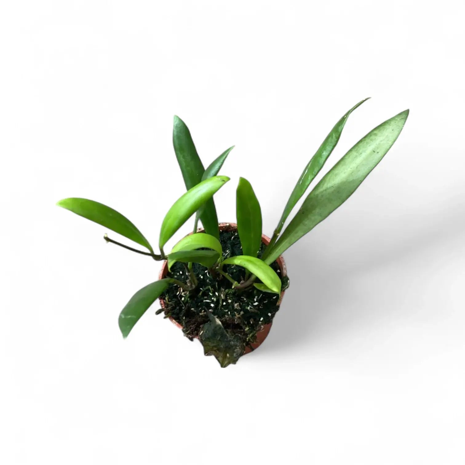 Hoya loheri potted plant in nursery pot on white background.