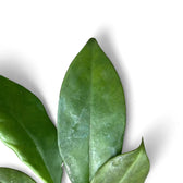 Hoya maingayi close-up of leaf on white background.