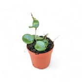 Hoya ‘Mathilde’ potted plant in nursery pot on white background.