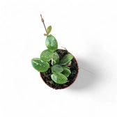 Hoya ‘Mathilde’ potted plant in nursery pot on white background.