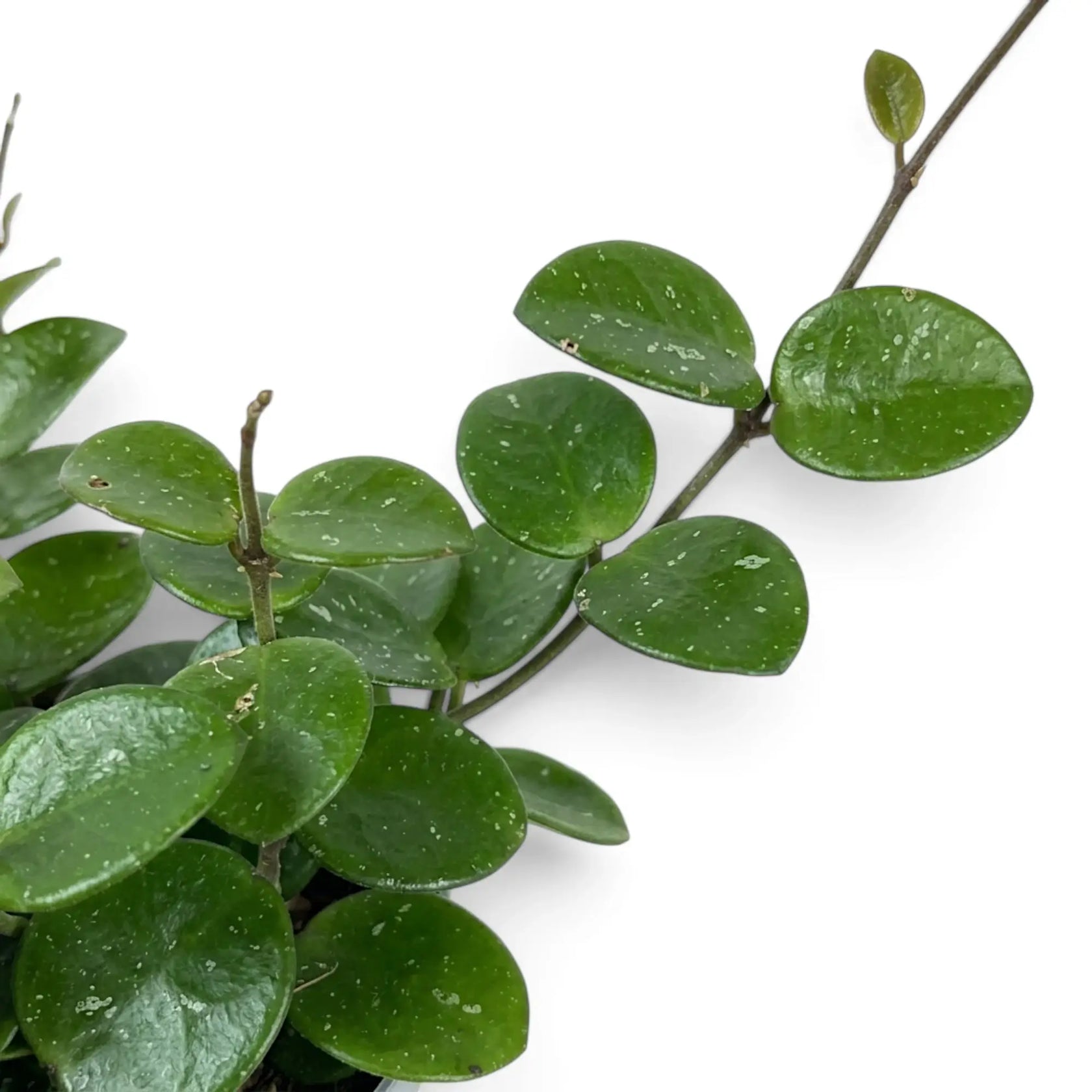 Nahaufnahme von Trieben der Hoya ‘Mathilde’ mit dicken runden Blättern und feinen silbernen Sprenkeln