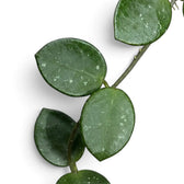 Makroaufnahme von Blättern der Hoya ‘Mathilde’ mit runder Form und silberner Sprenkelung
