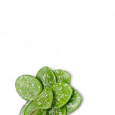 Hoya ‘Mathilde Splash’ – Blattdetail vor weißem Hintergrund..