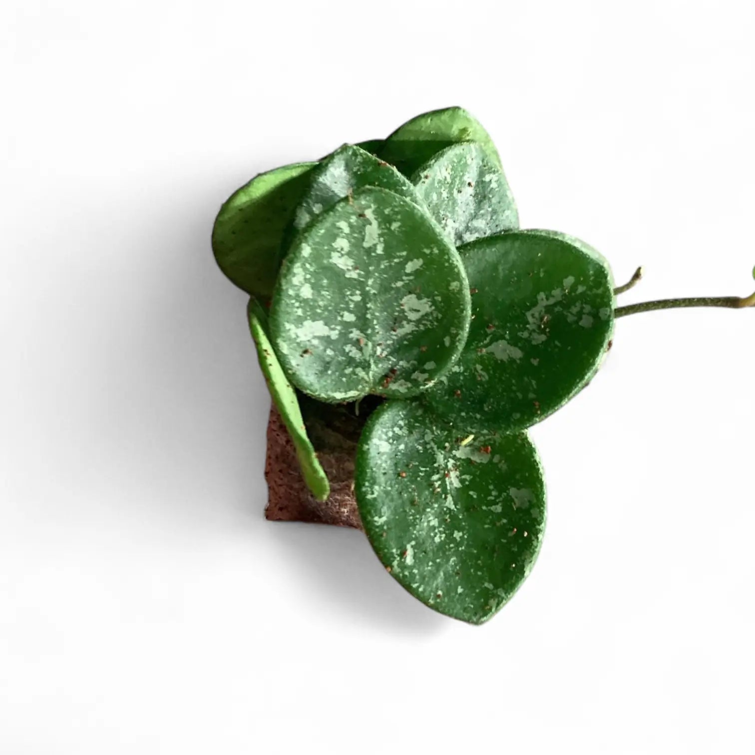 Hoya ‘Mathilde Splash’ – Zimmerpflanze im Kulturtopf auf weißem Hintergrund, Produktfoto 3.