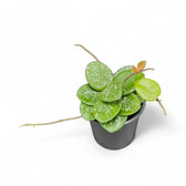 Hoya ‘Mathilde Splash’ – Zimmerpflanze im Kulturtopf auf weißem Hintergrund, Produktfoto 6.