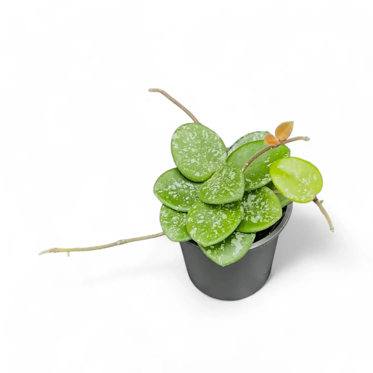 Hoya ‘Mathilde Splash’ – Zimmerpflanze im Kulturtopf auf weißem Hintergrund, Produktfoto 6.