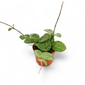 Hoya ‘Mathilde Splash’ – Zimmerpflanze im Kulturtopf auf weißem Hintergrund, Produktfoto 7.