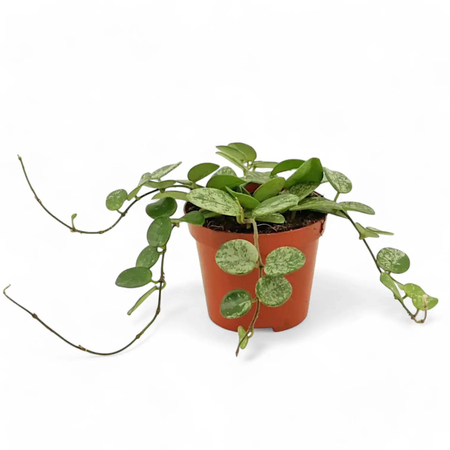 Hoya ‘Mathilde Splash’ – Zimmerpflanze im Kulturtopf auf weißem Hintergrund, Produktfoto 9.