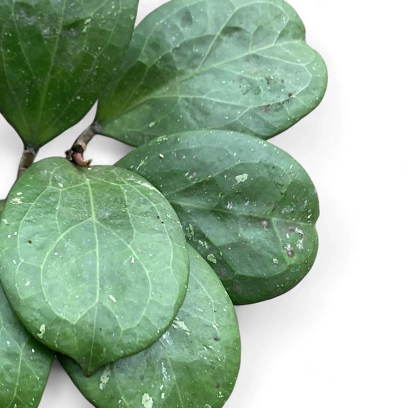 Hoya 'Michele' (MB1255) – Blattdetail vor weißem Hintergrund..