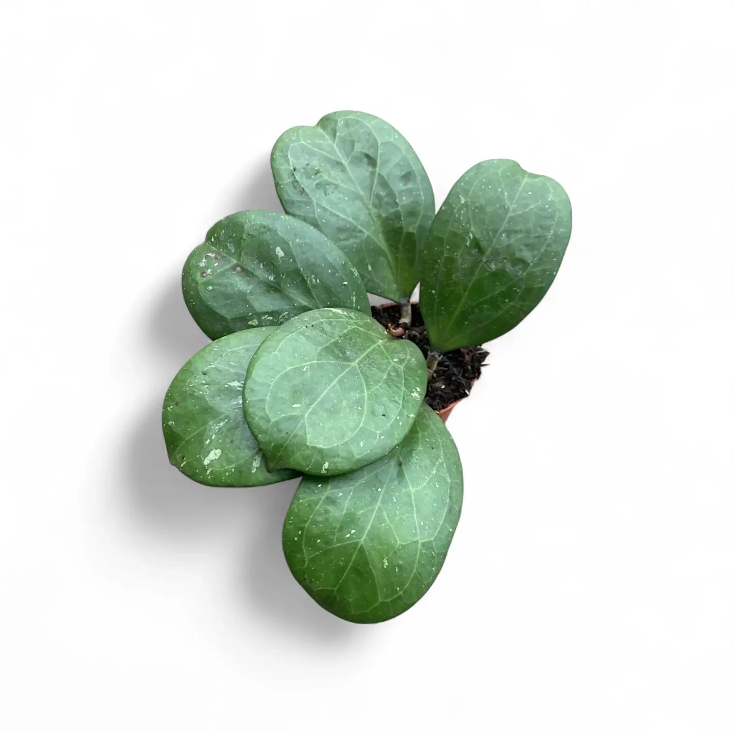 Hoya 'Michele' (MB1255) Zimmerpflanze im Anzuchttopf vor weißem Hintergrund, Produktfoto 2.