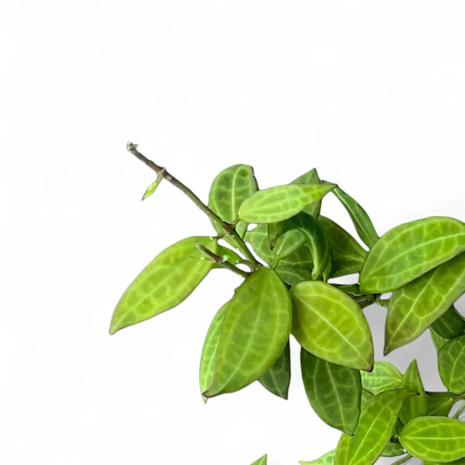 p様　HOYA2種 Hoya 'Microdwarf' – Miniature Succulent-Leaved Hoya