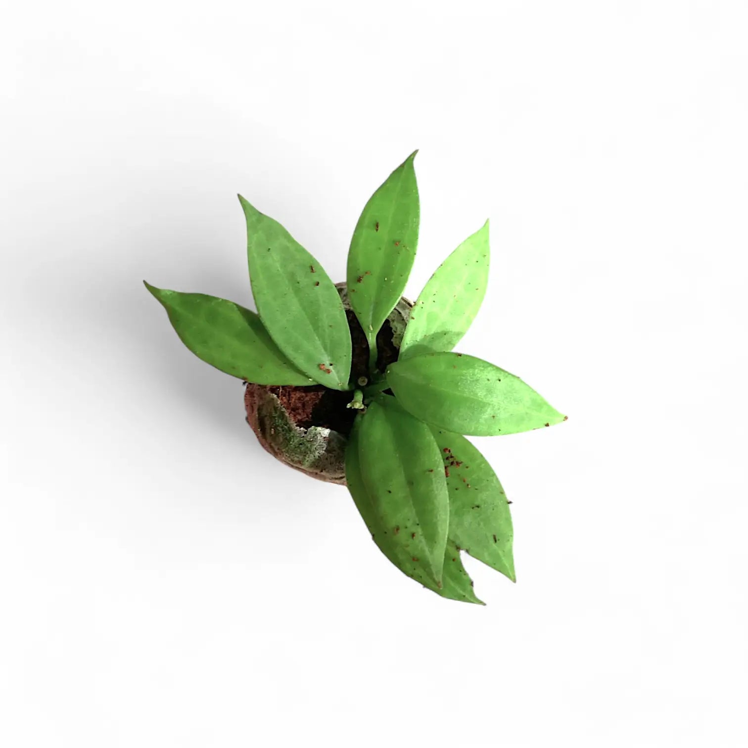 Hoya 'Microdwarf' – Miniature Succulent-Leaved Hoya