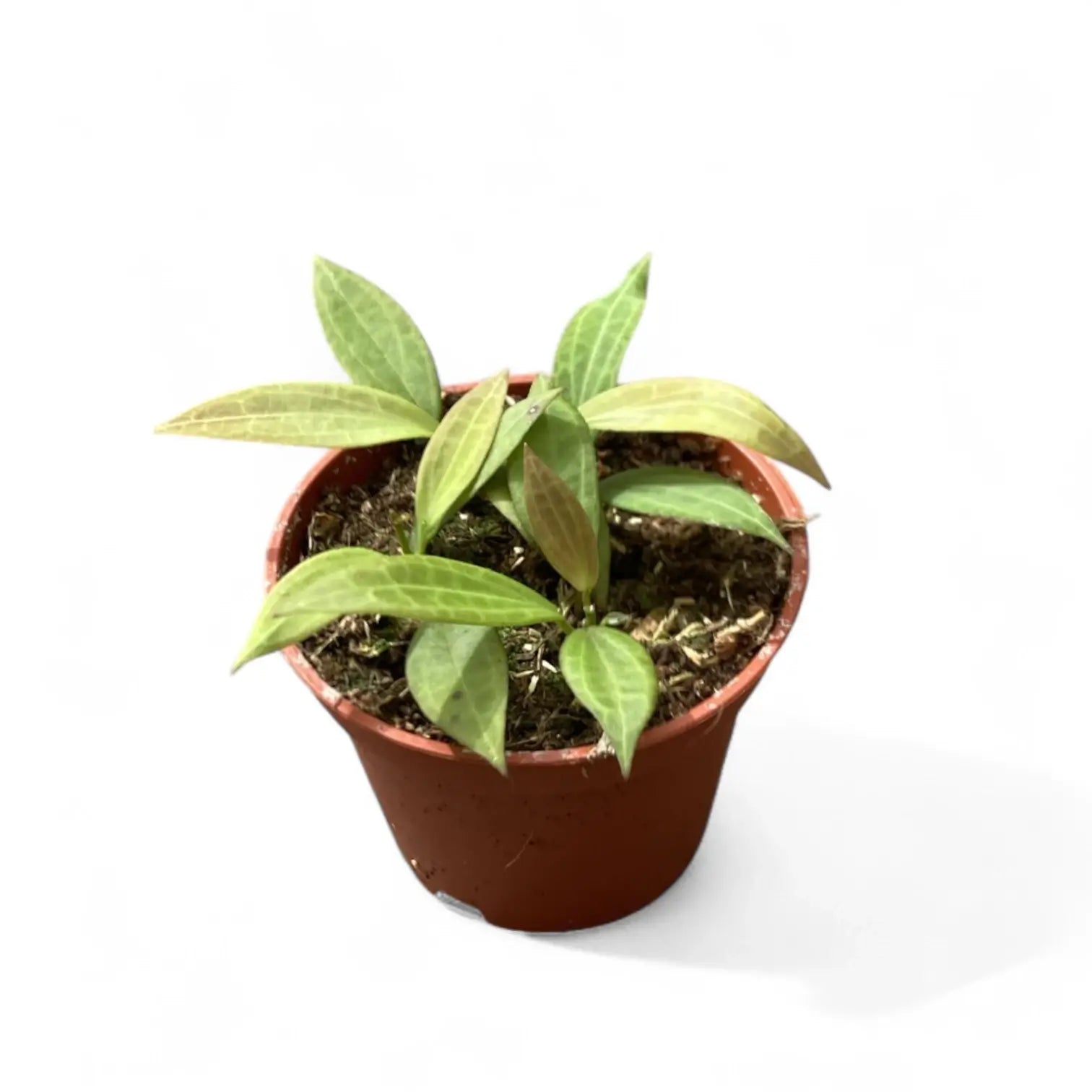 Hoya 'Microdwarf' – Miniature Succulent-Leaved Hoya