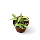 Hoya 'Microdwarf' (NS12-323) potted plant in nursery pot on white background.