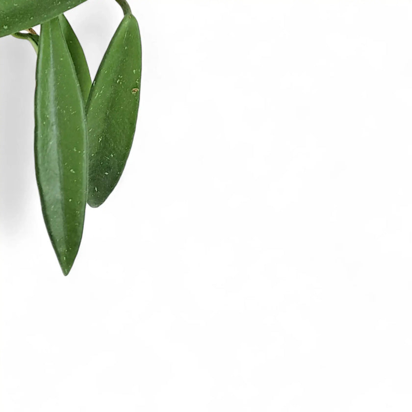 Hoya ‘Minibelle’ leaf detail on white background.