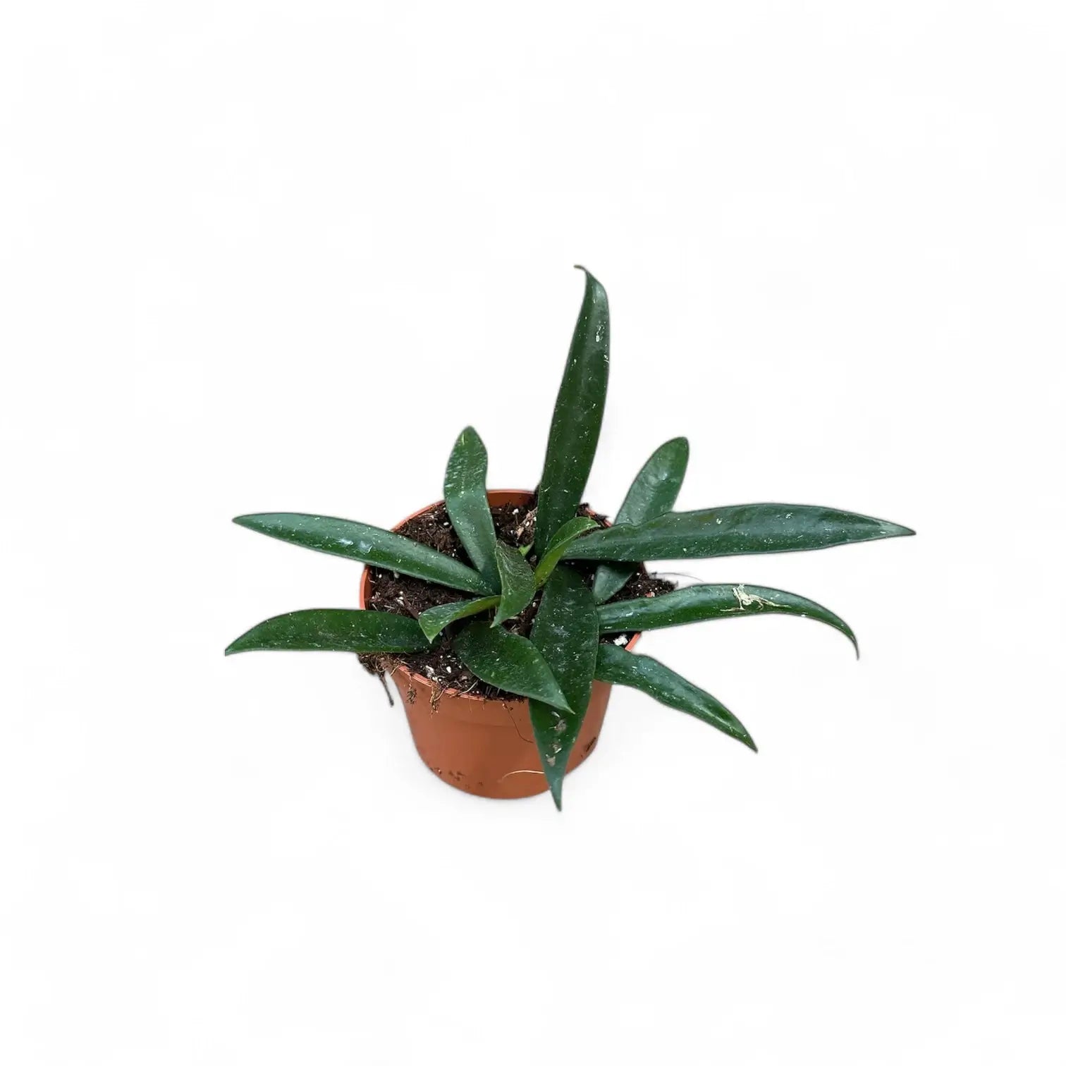 Hoya ‘Minibelle’ potted plant in nursery pot on white background.
