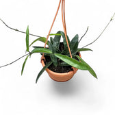 Hoya ‘Minibelle’ potted plant in nursery pot on white background.