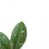Hoya mitrata leaf detail on white background.