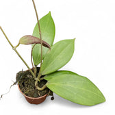 Hoya nicholsoniae potted plant in nursery pot on white background.