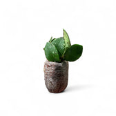 Hoya NO ID ‘Small Round Leaf’ potted plant in nursery pot on white background.