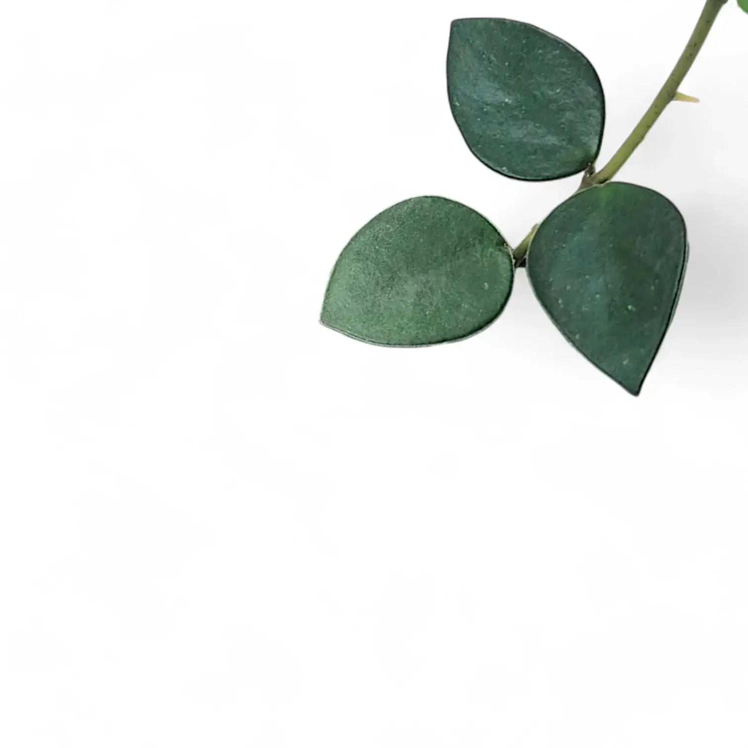 Hoya nummularioides leaf detail on white background.