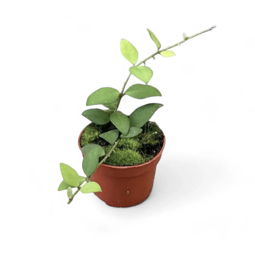 Hoya nummularioides potted plant in nursery pot on white background.