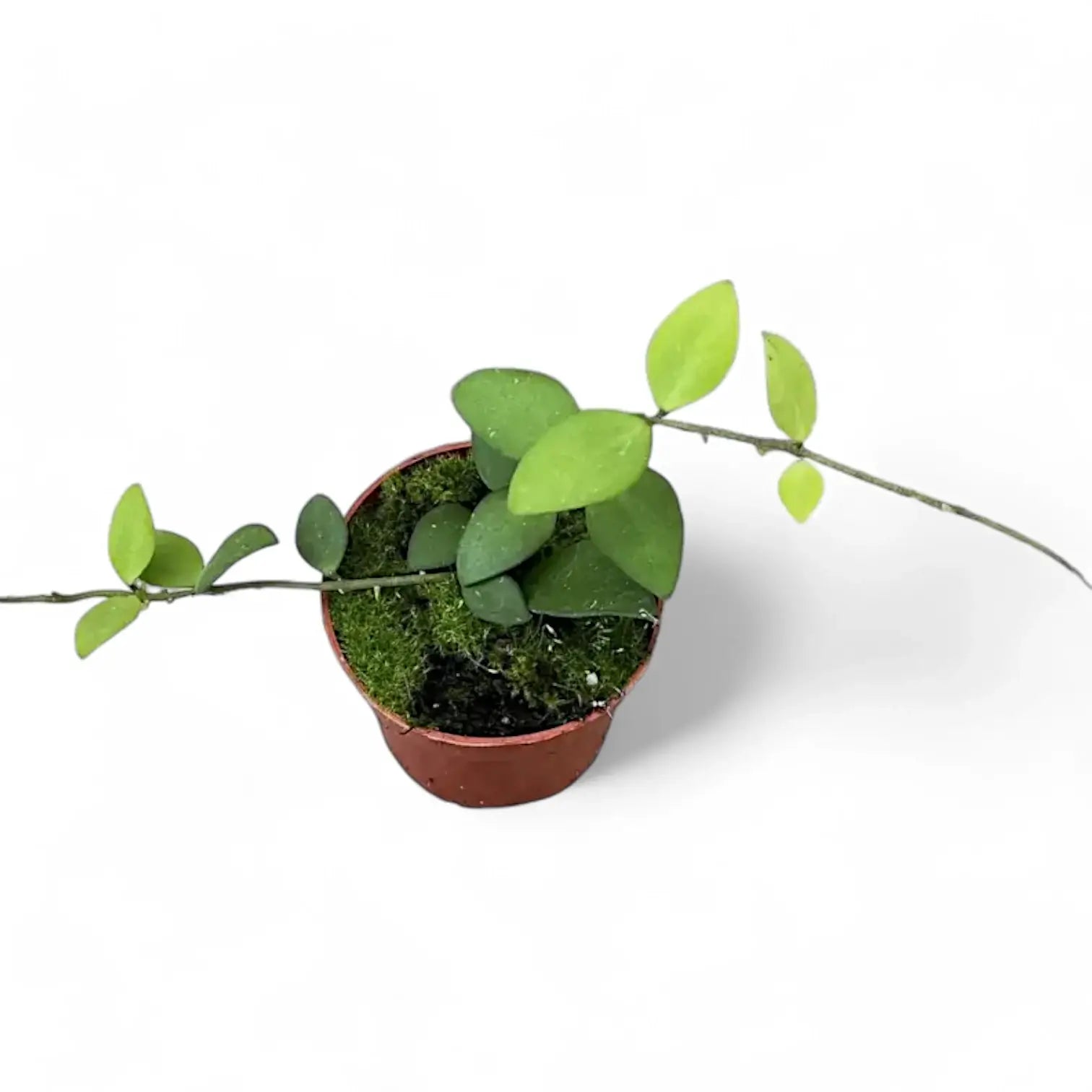 Hoya nummularioides potted plant in nursery pot on white background.