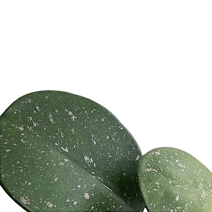 Hoya obovata – Blattdetail vor weißem Hintergrund..