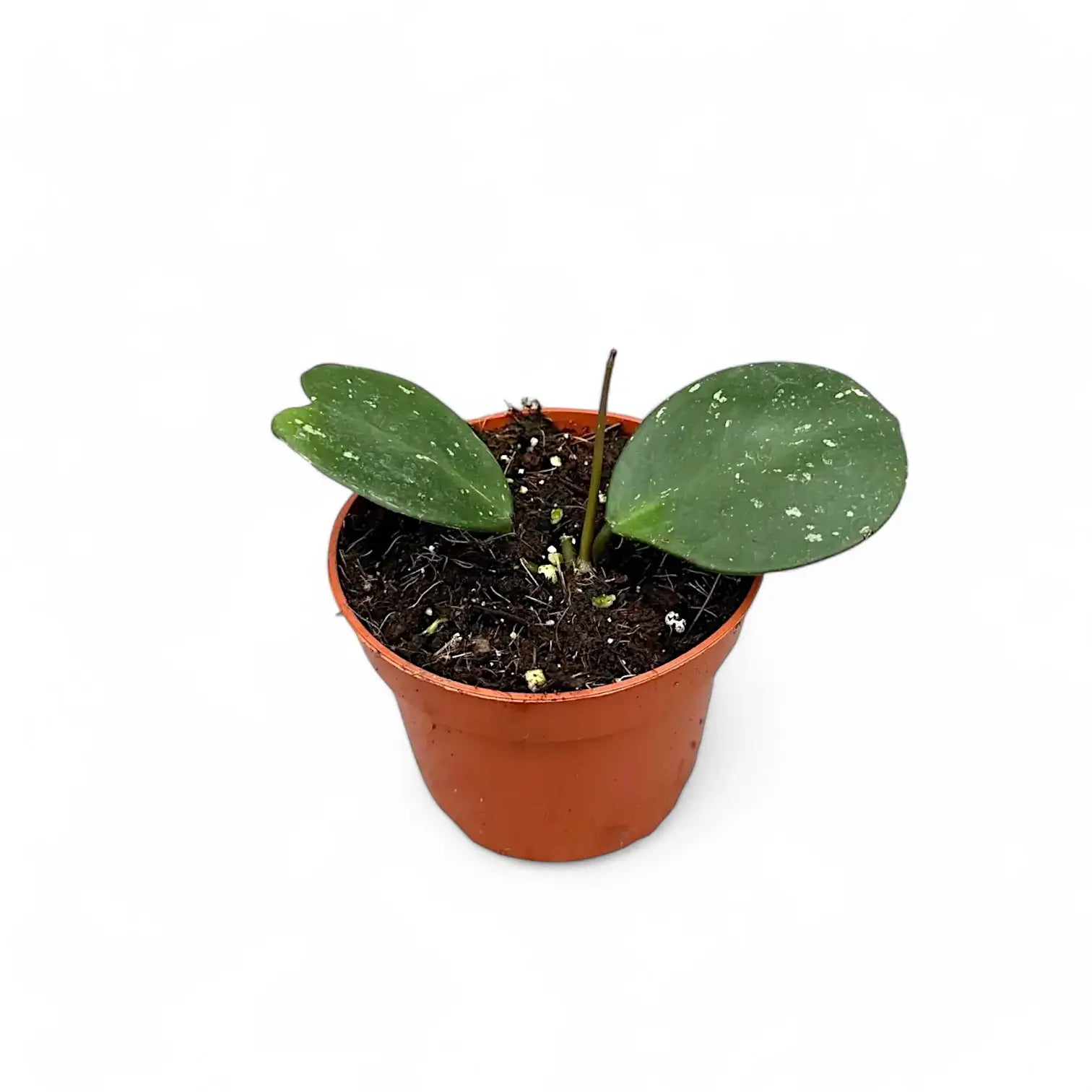 Hoya obovata Zimmerpflanze im Anzuchttopf vor weißem Hintergrund, Produktfoto 3.