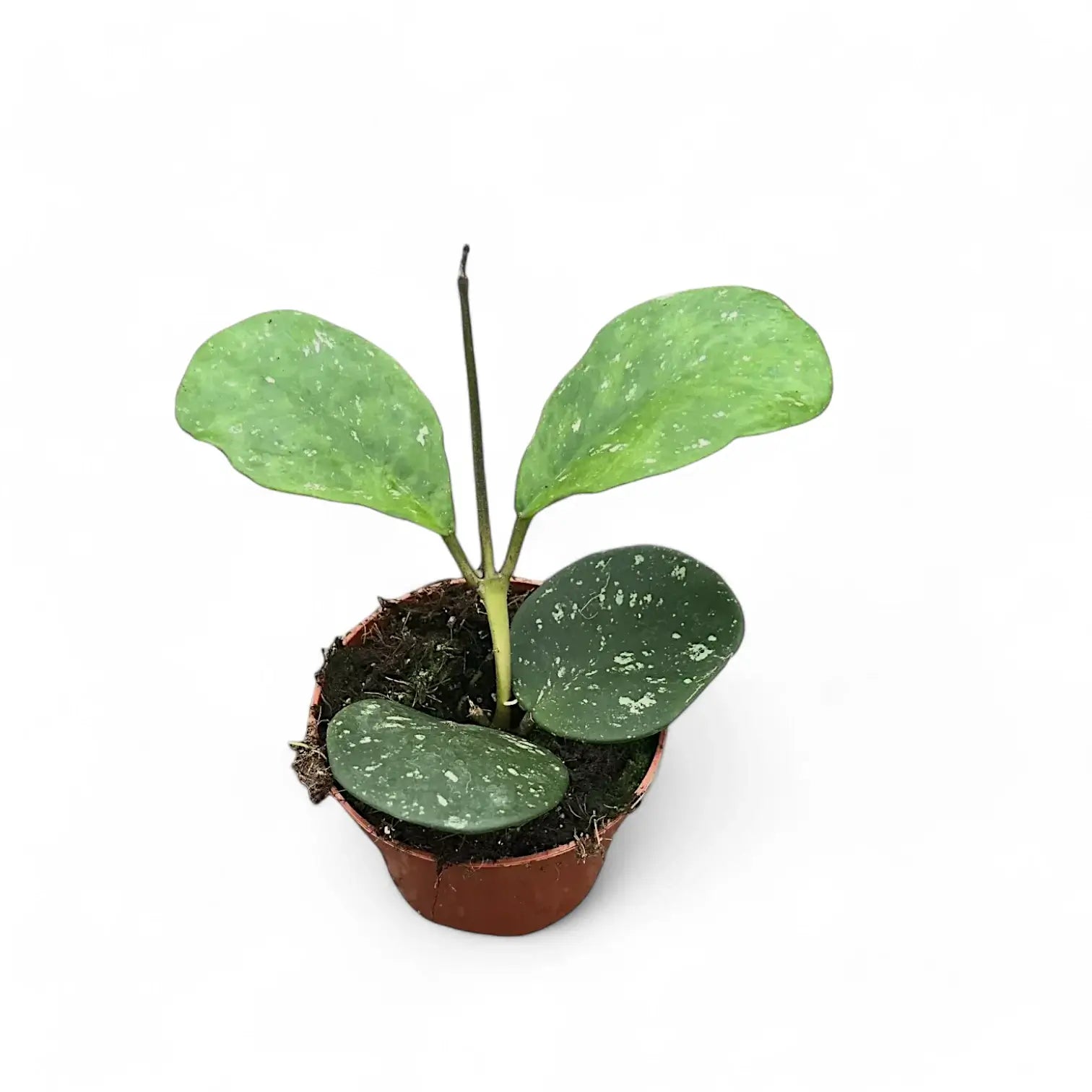 Hoya obovata Zimmerpflanze im Anzuchttopf vor weißem Hintergrund, Produktfoto 4.