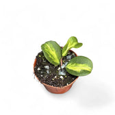 Hoya obovata variegata potted plant in nursery pot on white background.