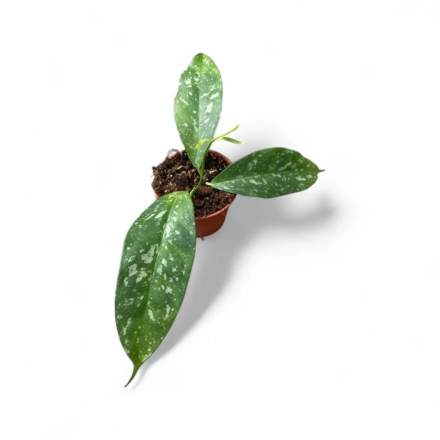 Hoya occultata 'Splash' potted plant in nursery pot on white background.