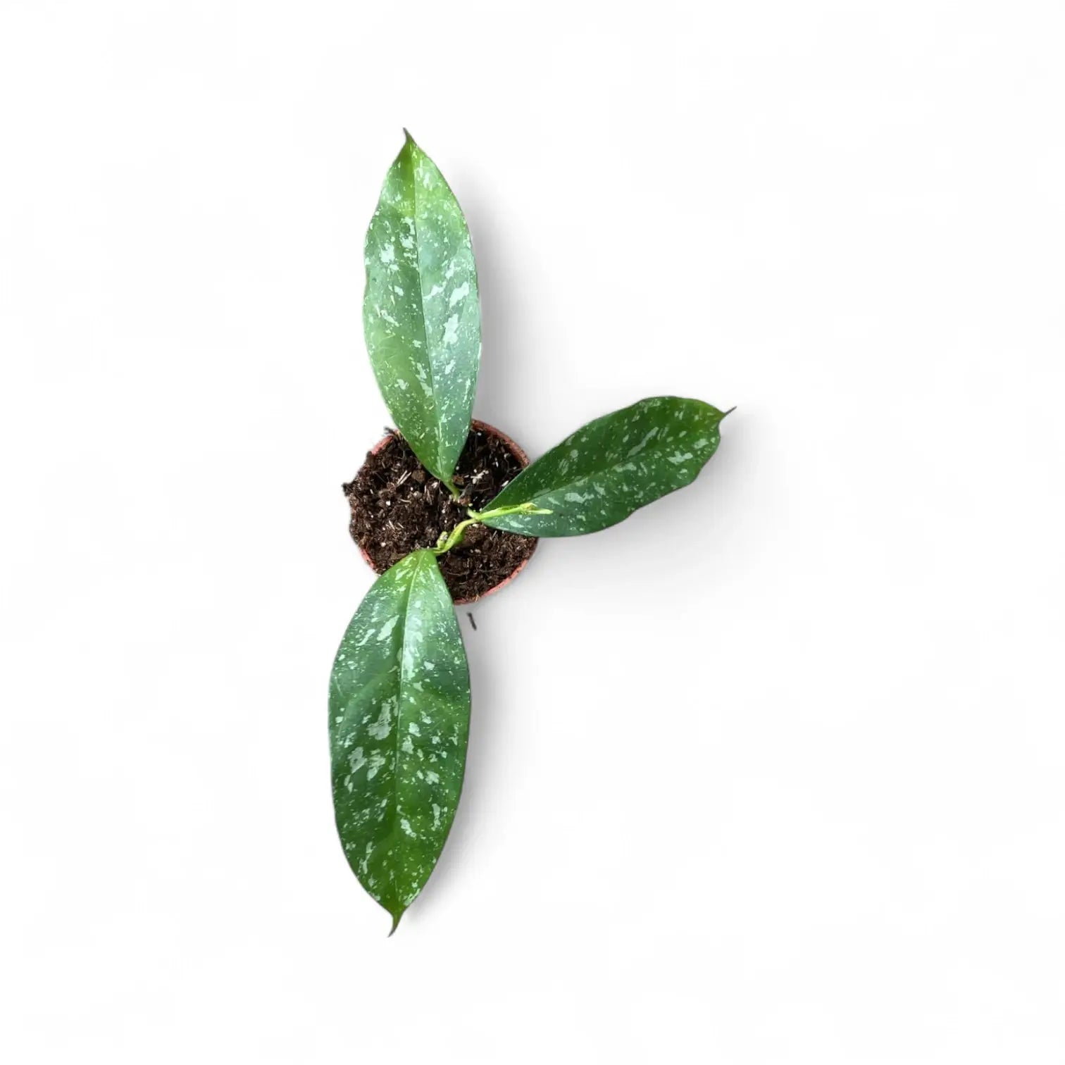 Hoya occultata 'Splash' potted plant in nursery pot on white background.