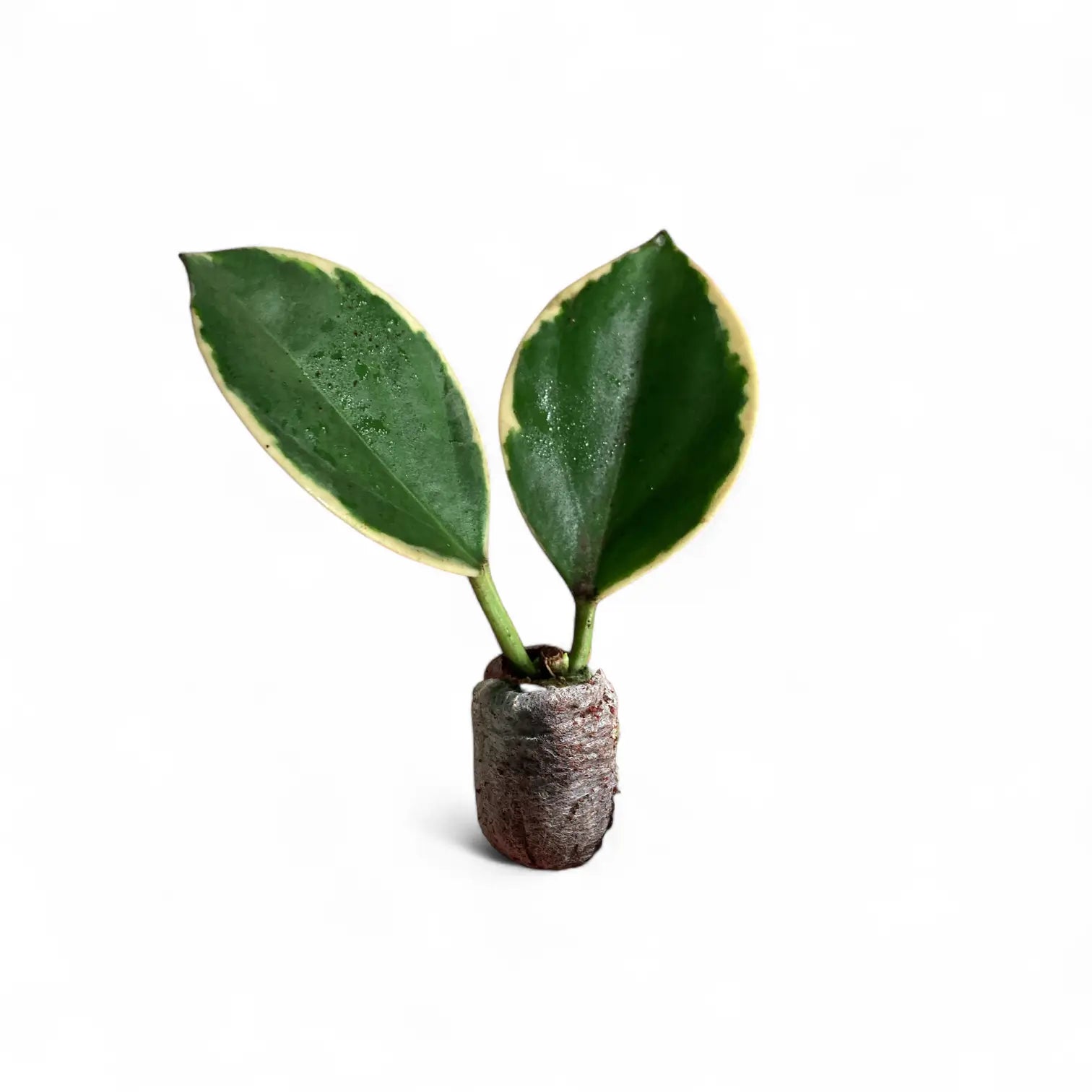 Hoya pachyclada 'New Moon' – Cream-Variegated Compact Hoya