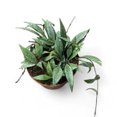 Hoya parviflora 'Splash' Zimmerpflanze im Anzuchttopf vor weißem Hintergrund, Produktfoto 3.