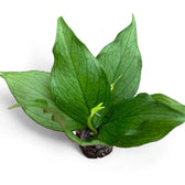 Hoya polyneura potted plant in nursery pot on white background.