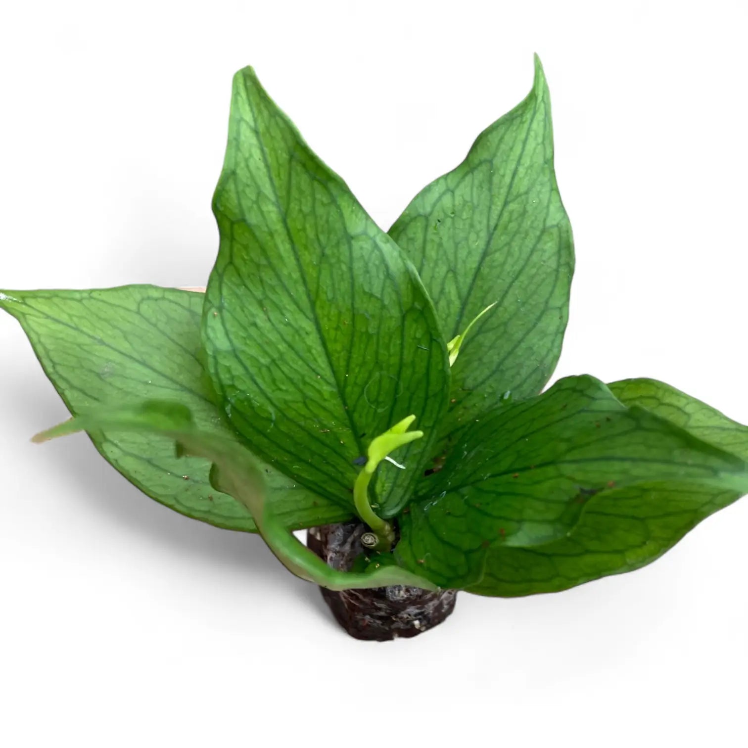 Hoya polyneura potted plant in nursery pot on white background.