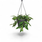 Hoya pubicalyx potted plant in nursery pot on white background.
