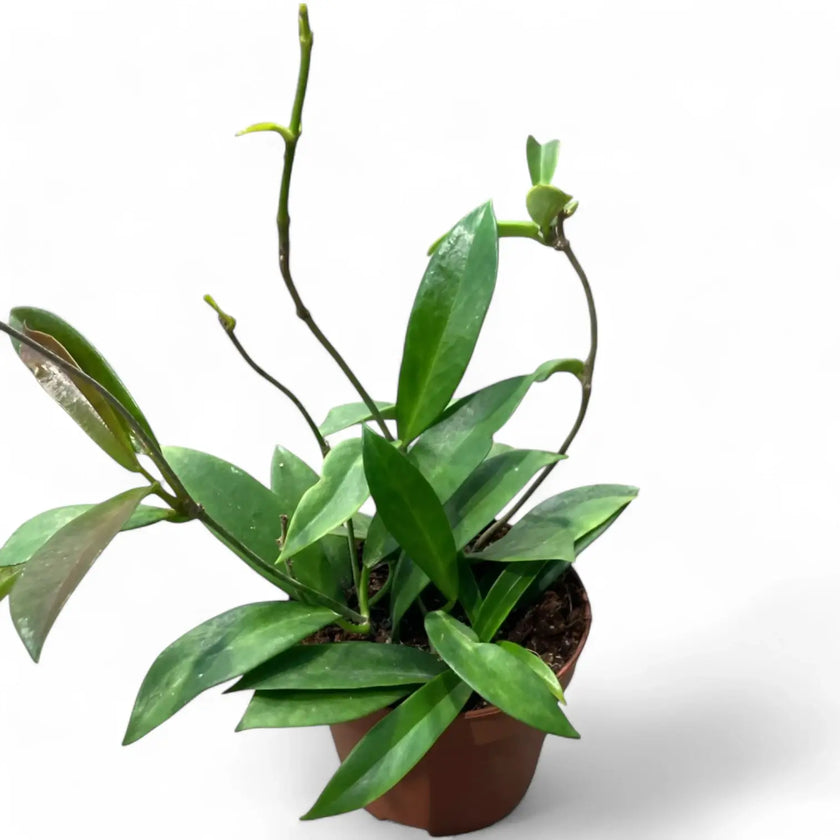 Hoya pubicalyx 'Black Dragon' potted plant in nursery pot on white background.