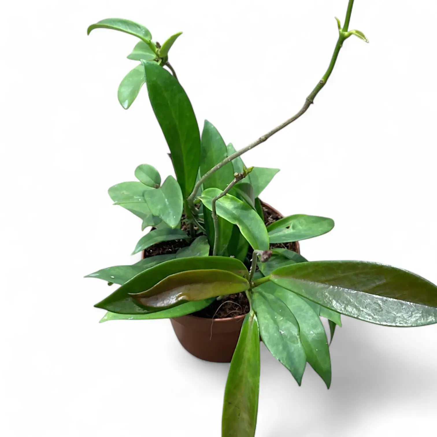 Hoya pubicalyx 'Black Dragon' Zimmerpflanze im Anzuchttopf vor weißem Hintergrund, Produktfoto 3.