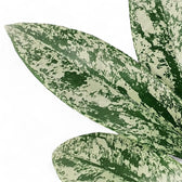 Hoya pubicalyx 'Silver Splash' ('Silver Spot') close-up of leaf on white background.