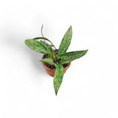 Hoya pubicalyx 'Silver Splash' ('Silver Spot') potted plant in nursery pot on white background.