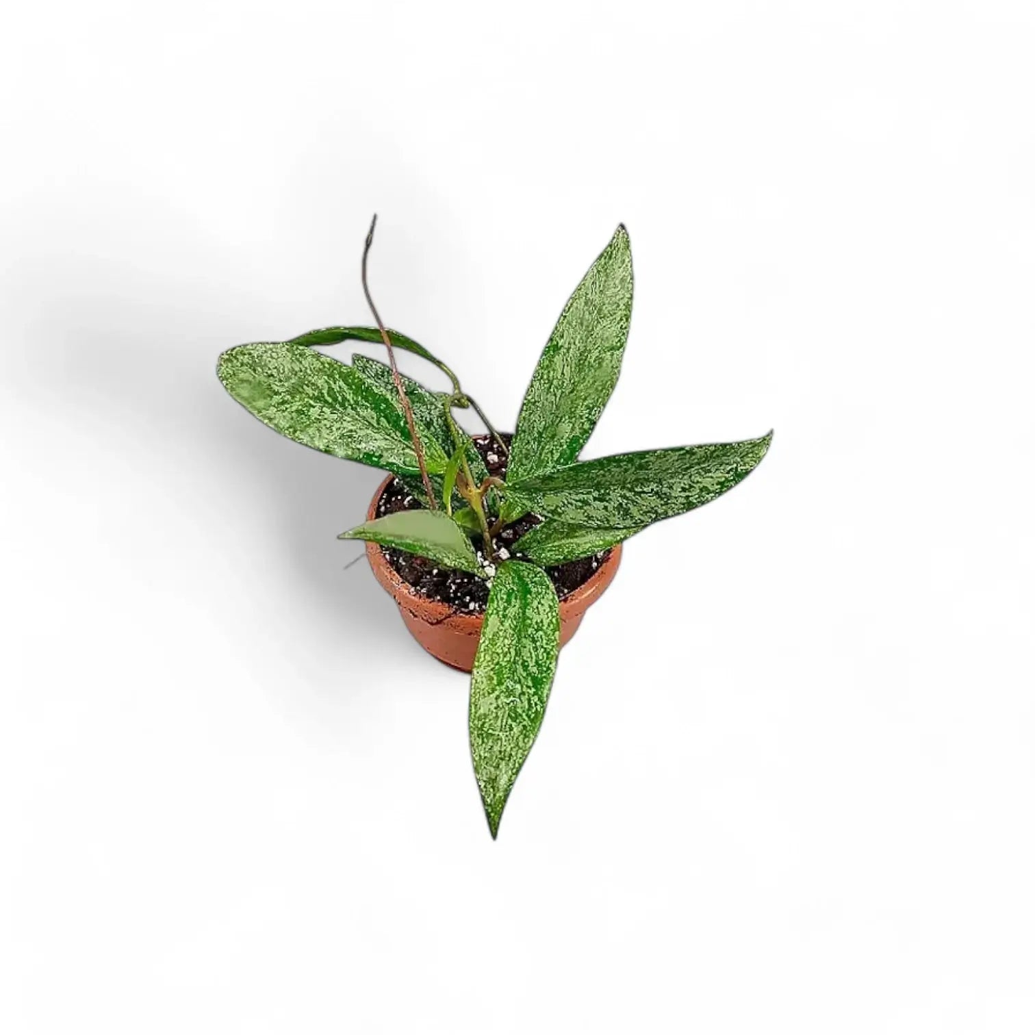 Hoya pubicalyx 'Silver Splash' ('Silver Spot') potted plant in nursery pot on white background.