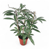 Hoya pubicalyx 'Silver Splash' ('Silver Spot') potted plant in nursery pot on white background.