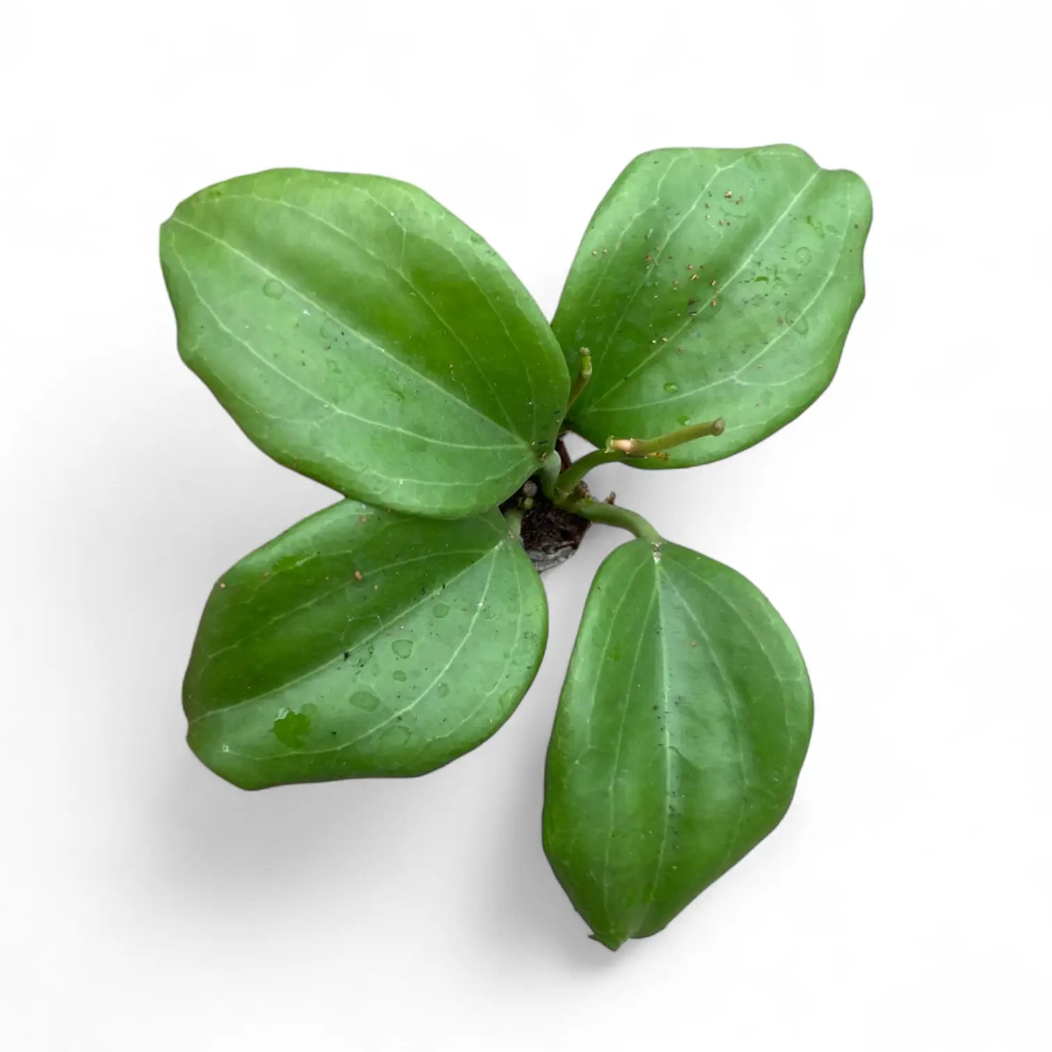 Hoya quinquenervia potted plant in nursery pot on white background.