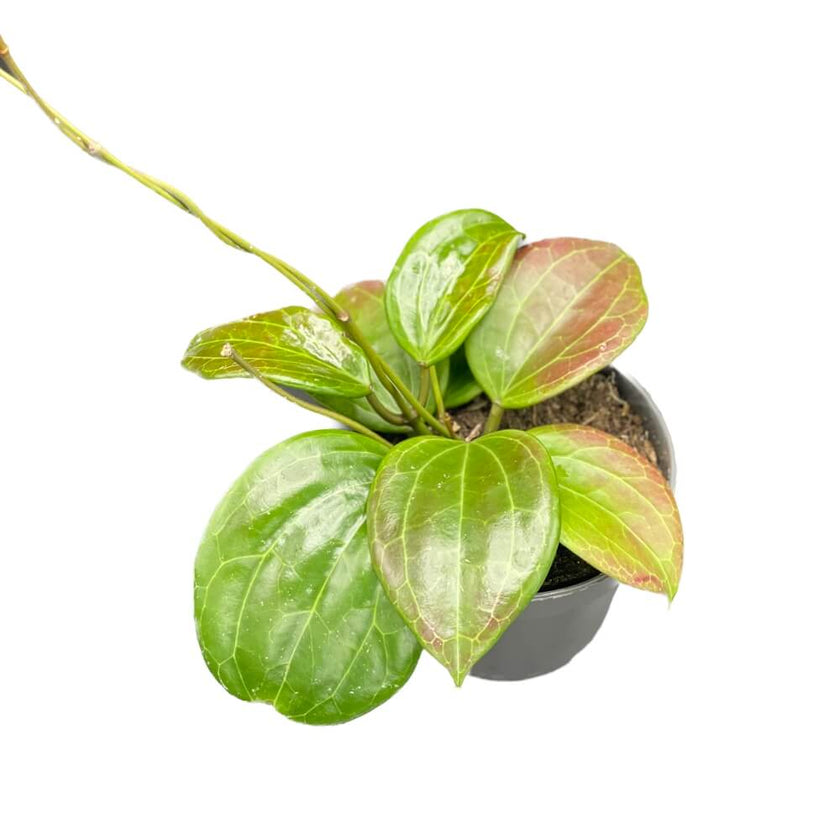Hoya quinquenervia potted plant in nursery pot on white background.