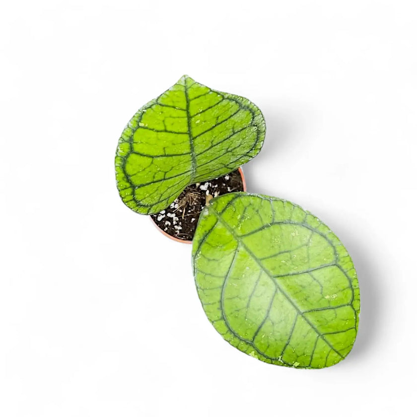 Hoya ranauensis potted plant in nursery pot on white background.