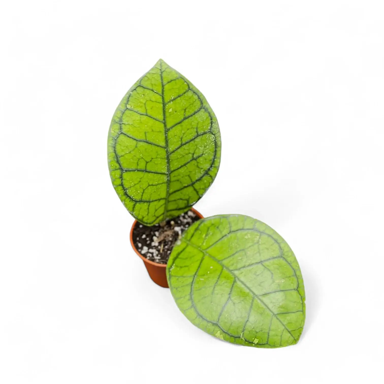 Hoya ranauensis Zimmerpflanze im Anzuchttopf vor weißem Hintergrund, Produktfoto 3.