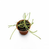 Hoya retusa potted plant in nursery pot on white background.