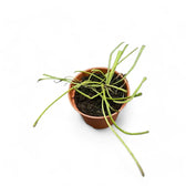 Hoya retusa potted plant in nursery pot on white background.
